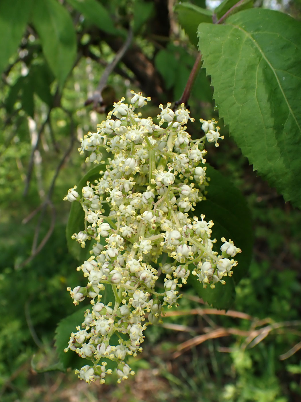 Image of Sambucus sibirica specimen.
