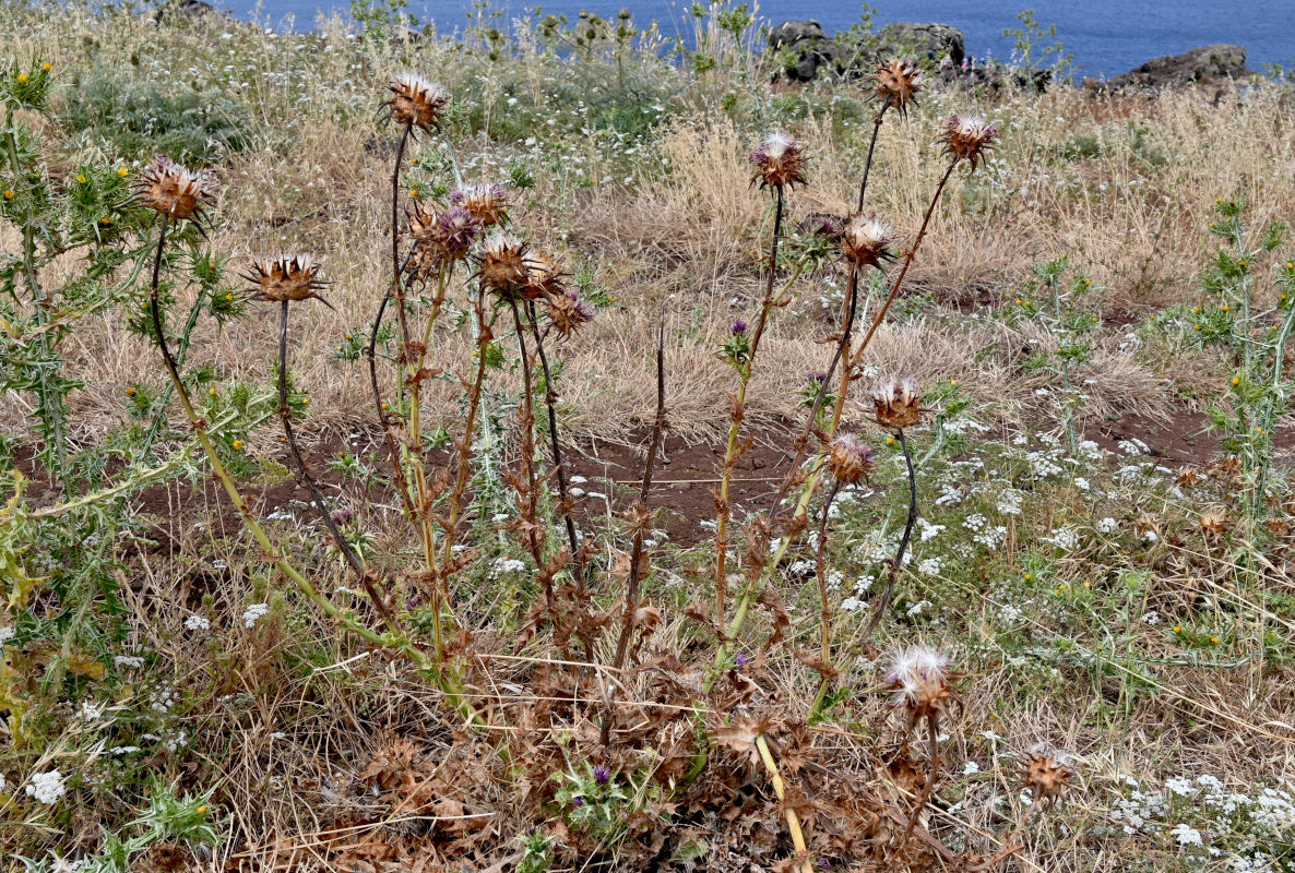 Image of Silybum marianum specimen.