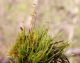 Cratoneuron filicinum. Спороносящие растения. Ленинградская обл., Ломоносовский р-н, окр. дер. Ломаха; дно дол. р. Ламошка, замшелый валун, торчащий из воды. 03.05.2025.