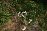 Pyrethrum parthenifolium. Цветущие растения. Турция, ил Артвин, дер. Багджилар (Bağcılar), на склоне. 12 июня 2026 г.