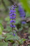 Ajuga reptans