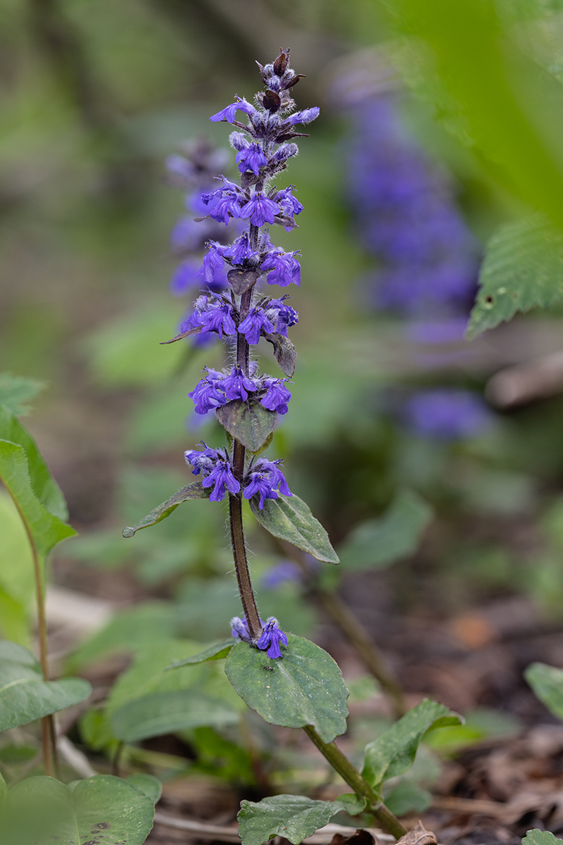 Изображение особи Ajuga reptans.