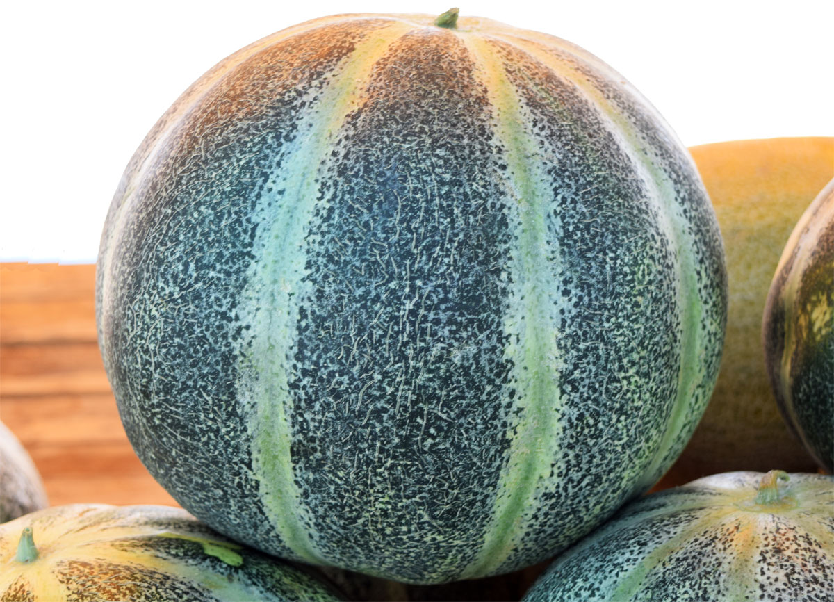 Image of Melo sativus specimen.