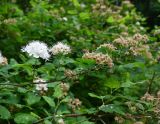 Spiraea chamaedryfolia. Ветвь с соцветиями и соплодиями. Карелия, Петрозаводск, дворовое озеленение. 14.06.2026.