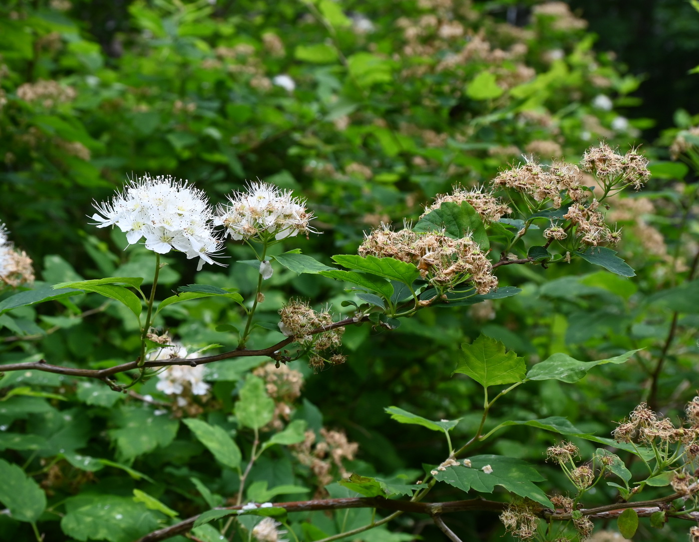 Image of Spiraea chamaedryfolia specimen.