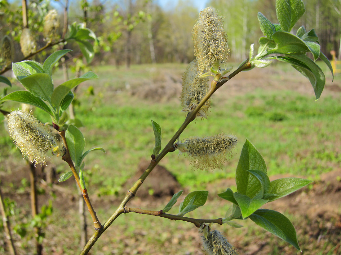 Изображение особи Salix &times; bicolor.