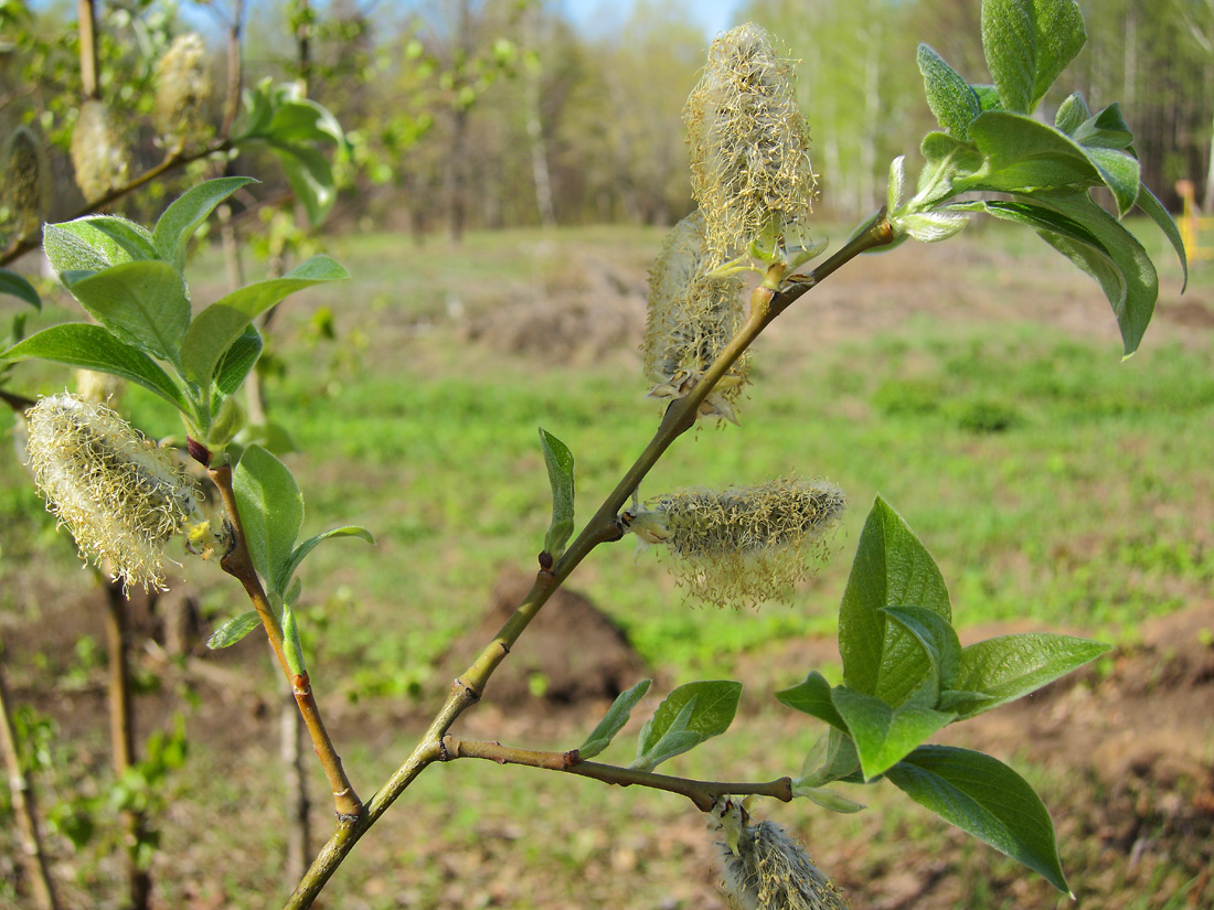 Image of Salix &times; bicolor specimen.