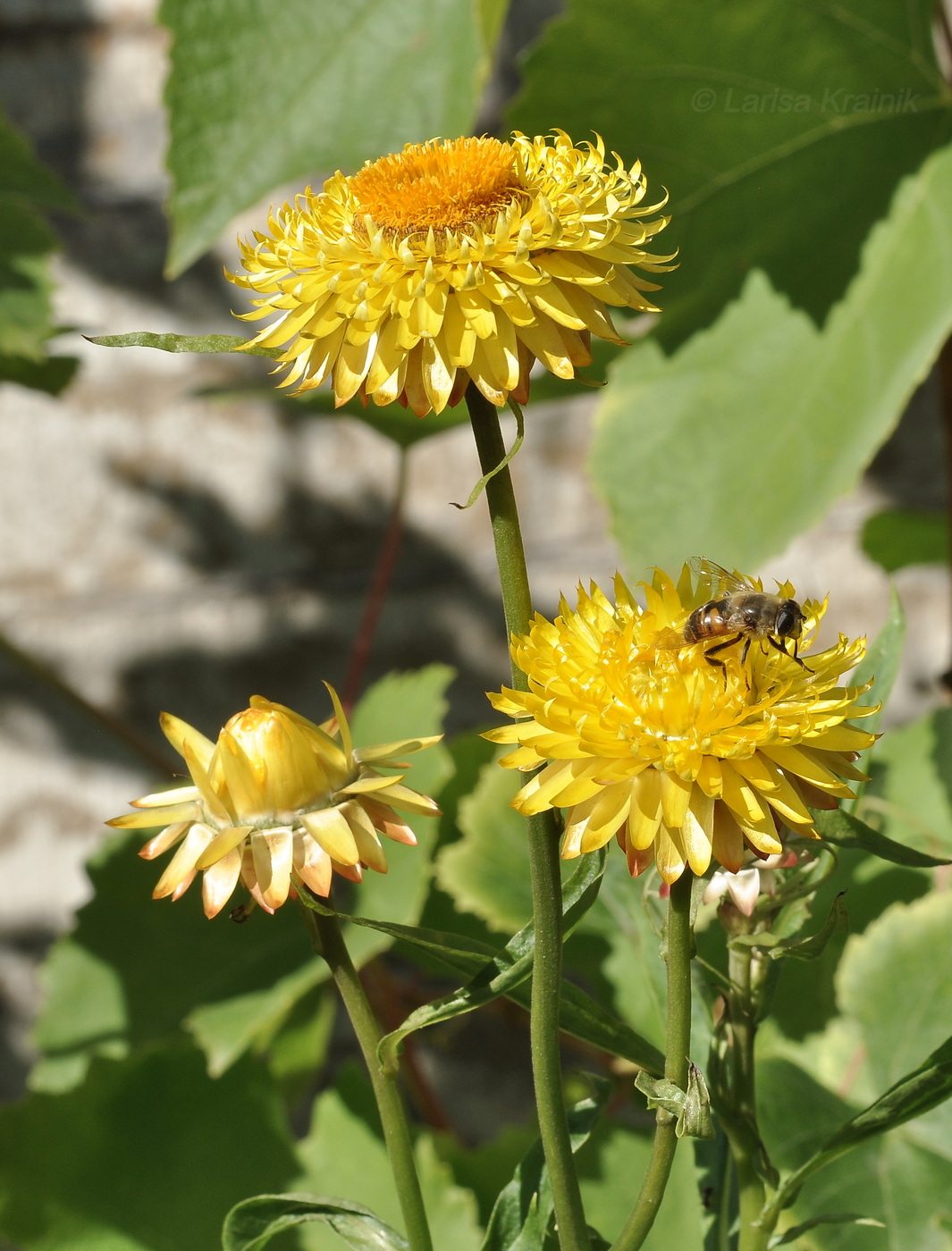 Image of Xerochrysum bracteatum specimen.