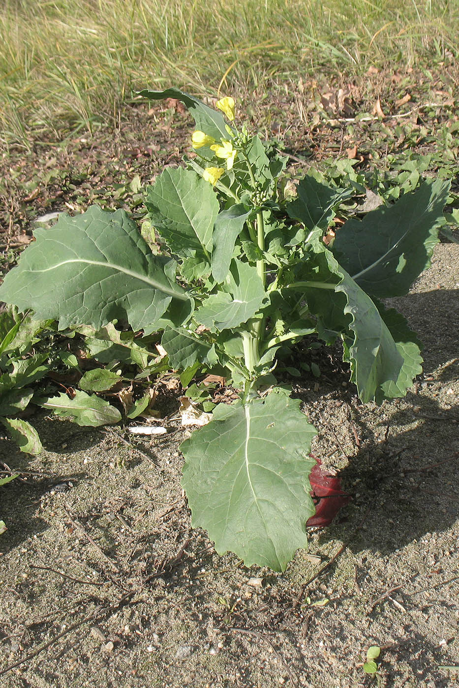 Изображение особи Brassica napus.