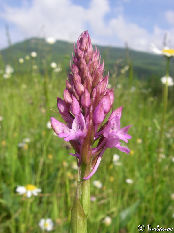 Изображение особи Anacamptis pyramidalis.