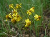 Tephroseris integrifolia. Соцветия. Новосибирская обл., Карасукский р-н, с. Благодатное, опушка колка. 31.05.2011.