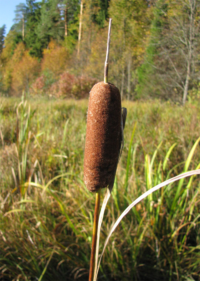 Изображение особи Typha elatior.