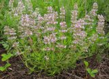 Thymus marschallianus