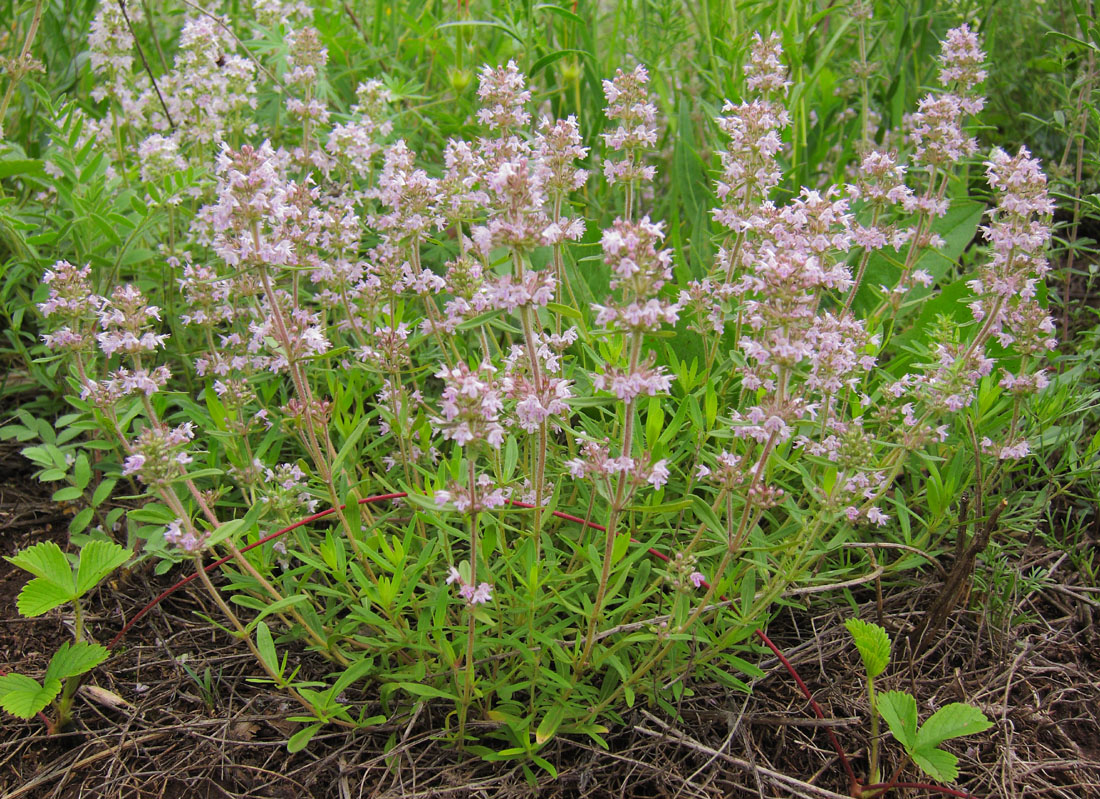 Изображение особи Thymus marschallianus.