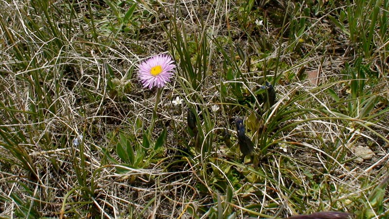 Изображение особи Erigeron venustus.