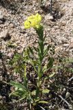 Helichrysum maracandicum. Цветущее растение. Узбекистан, Ташкентская обл., зап. отроги Чаткальского хр., гора Бол. Чимган. 02.07.2011.