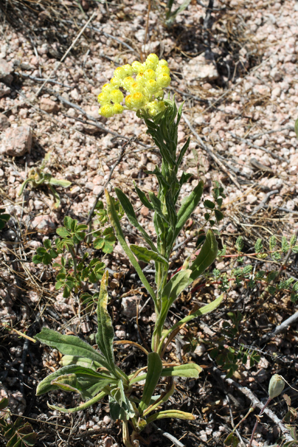 Image of Helichrysum maracandicum specimen.