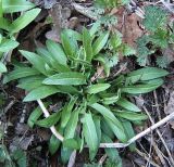 Bunias orientalis. Розетка прикорневых листьев. Чувашия, окр. г. Шумерля, берег р. Сура, ниже устья р. Мочалка. 1 мая 2007 г.