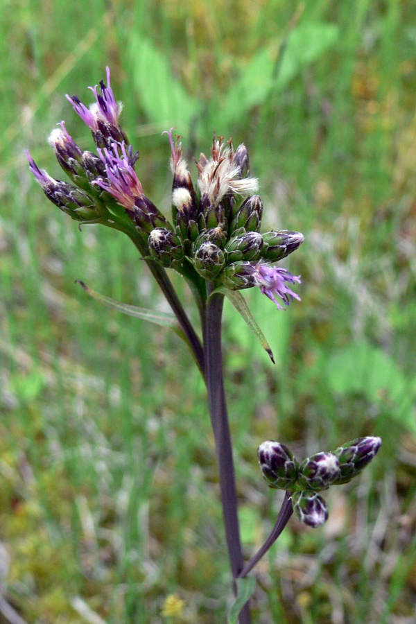 Image of Saussurea parviflora specimen.