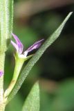 Lythrum thymifolia