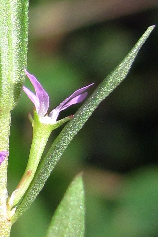 Изображение особи Lythrum thymifolia.