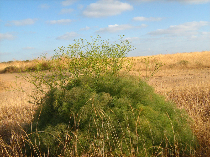 Image of Bilacunaria boissieri specimen.