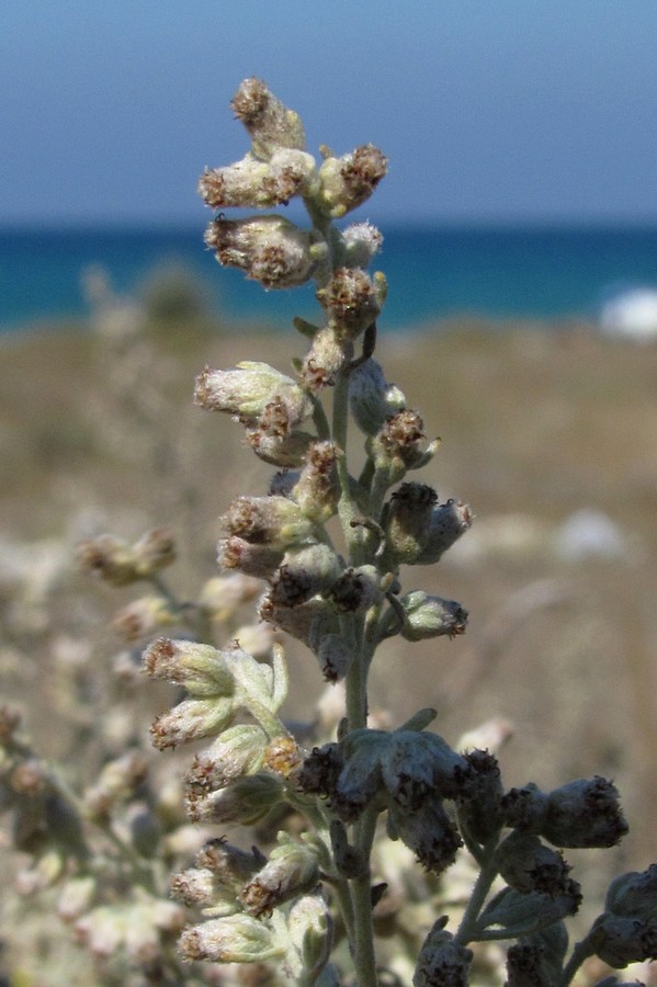 Image of Artemisia austriaca specimen.