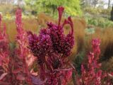 Celosia cristata. Верхушки побегов с соцветиями. Владивосток, ботанический сад-институт ДВО РАН. 15 октября 2011 г.