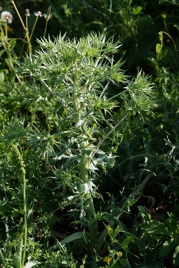 Изображение особи Eryngium campestre.