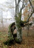 Carpinus betulus. Нижняя часть старого дерева. Крым, гора Северная Демерджи, дубово-грабовый лес. 5 ноября 2011 г.