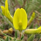 Astragalus henningii