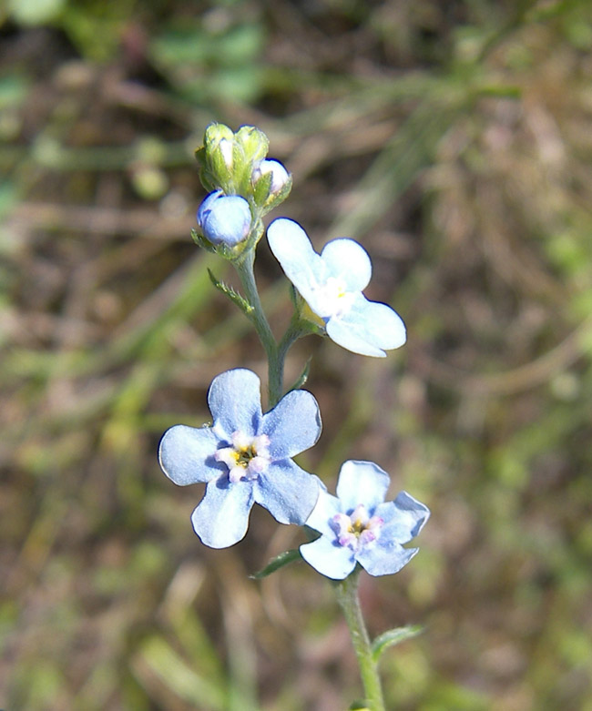 Image of Lappula heteracantha specimen.