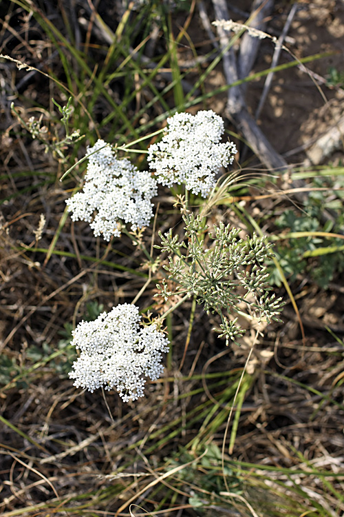 Image of Oedibasis platycarpa specimen.