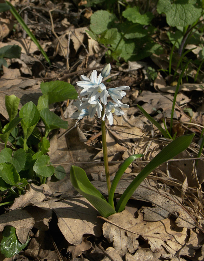 Image of Puschkinia scilloides specimen.