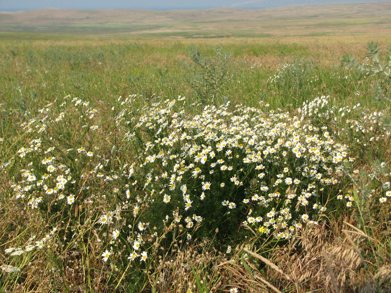 Изображение особи Tripleurospermum inodorum.