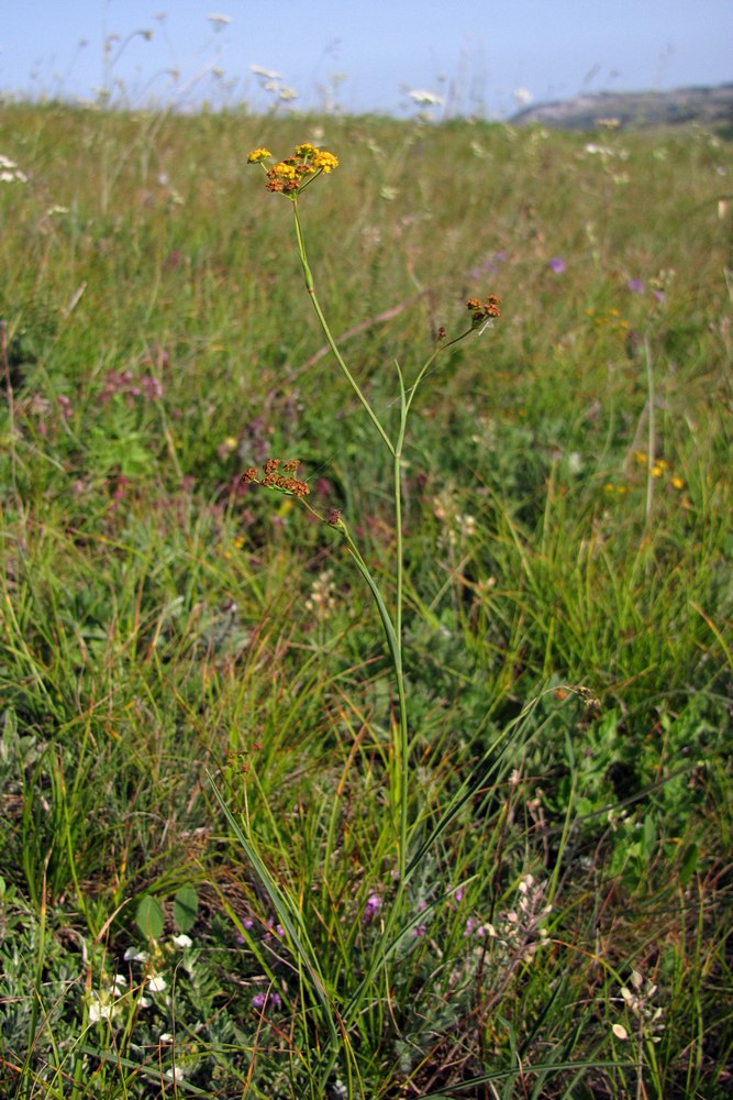 Image of Bupleurum exaltatum specimen.