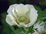 Anemone coronaria. Цветок. Московская обл., Раменский р-н, окр. дер. Хрипань, дачный участок. 14.07.2004.