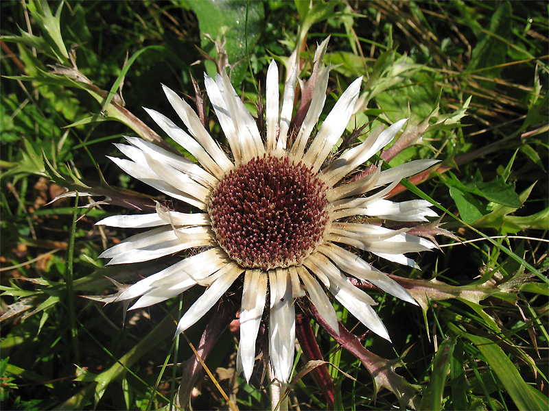 Изображение особи Carlina acaulis.