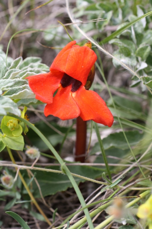 Image of Phelypaea coccinea specimen.
