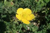Ranunculus illyricus
