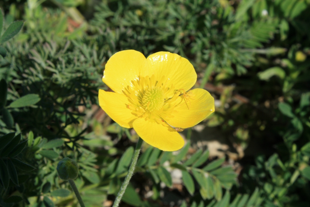 Изображение особи Ranunculus illyricus.