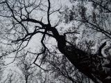 Robinia pseudoacacia. Ствол и крона покоящегося дерева. Украина, Днепропетровск. 01.02.2009.
