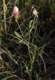 Trifolium philistaeum. Цветущее растение. Израиль, Шарон, г. Герцлия, травостой на песчаной почве. 26.03.2012.