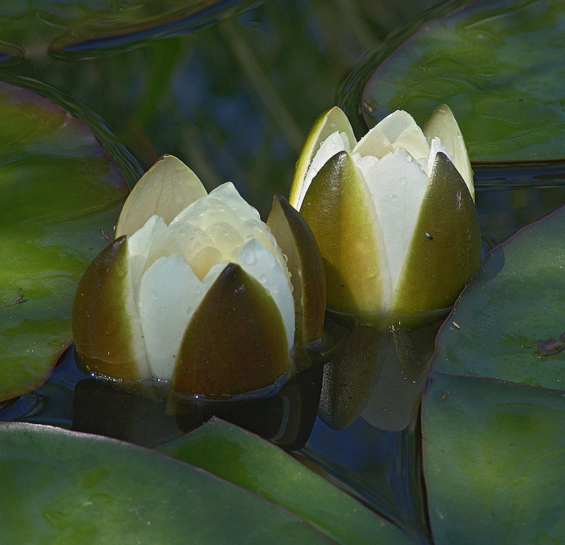 Изображение особи Nymphaea candida.