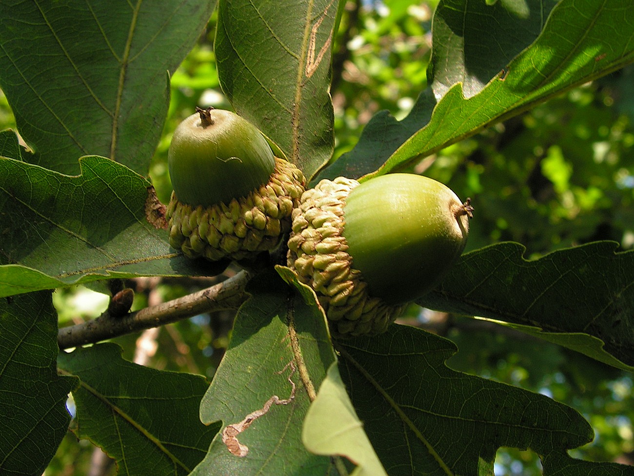 Image of Quercus mongolica specimen.