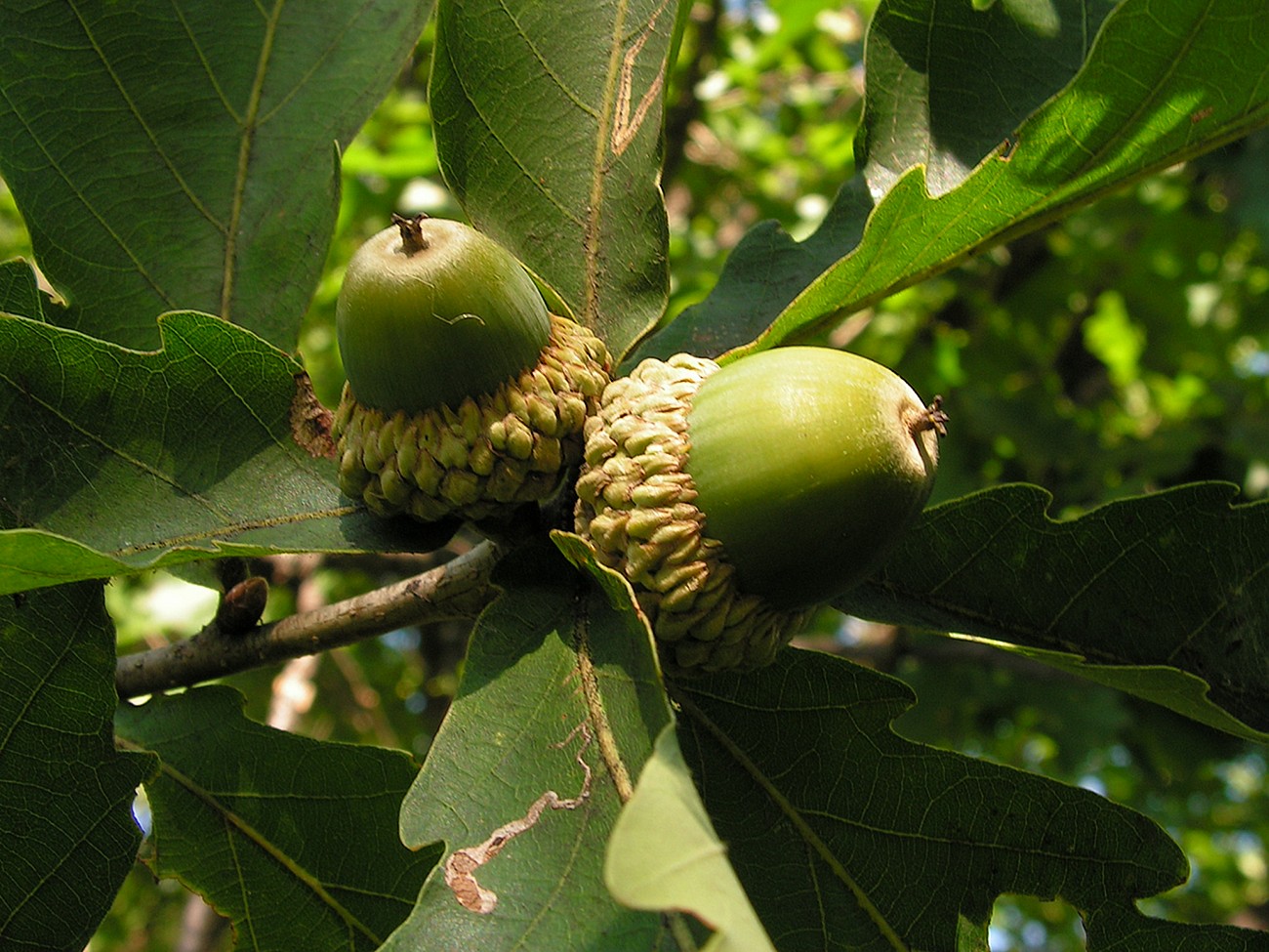 Изображение особи Quercus mongolica.