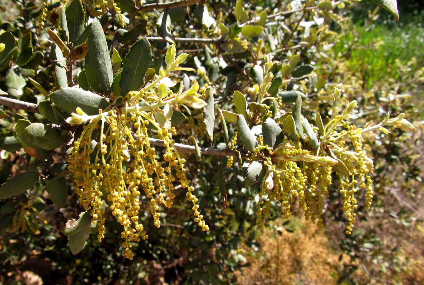 Изображение особи Quercus suber.