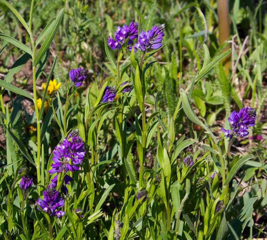 Изображение особи Polygala comosa.