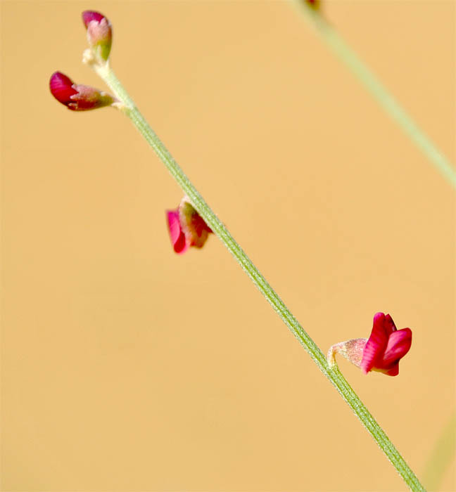 Image of Eremosparton aphyllum specimen.