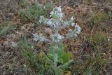 Salvia aethiopis